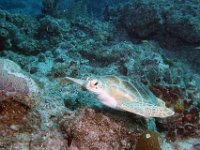 Green Turtle just beautiful